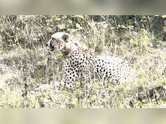 कूनो से भटककर राजस्थान पहुंचा चीता, रिहायशी इलाकों में देखकर घबराए लोग