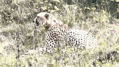 Rajasthan: एमपी से तीसरी बार बारां पहुंचा चीता KP2, अब 'परमानेंट घर' देने की तैयारी में राजस्थान सरकार!