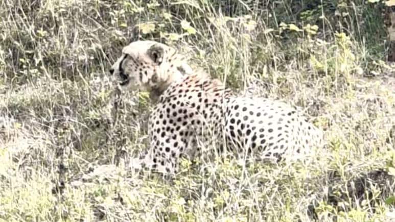 Rajasthan: एमपी से तीसरी बार बारां पहुंचा चीता KP2, अब 'परमानेंट घर' देने की तैयारी में राजस्थान सरकार!