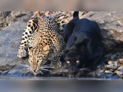 कर्नाटक में साथ दिखी ब्लैक पैंथर और तेंदुए की जोड़ी, सोशल मीडिया पर वायरल हुआ अद्भुत नजारा, वीडियो देख लोगों को नहीं हुआ विश्वास