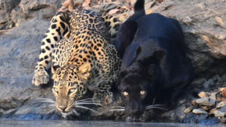 कर्नाटक में साथ दिखी ब्लैक पैंथर और तेंदुए की जोड़ी, सोशल मीडिया पर वायरल हुआ अद्भुत नजारा, वीडियो देख लोगों को नहीं हुआ विश्वास