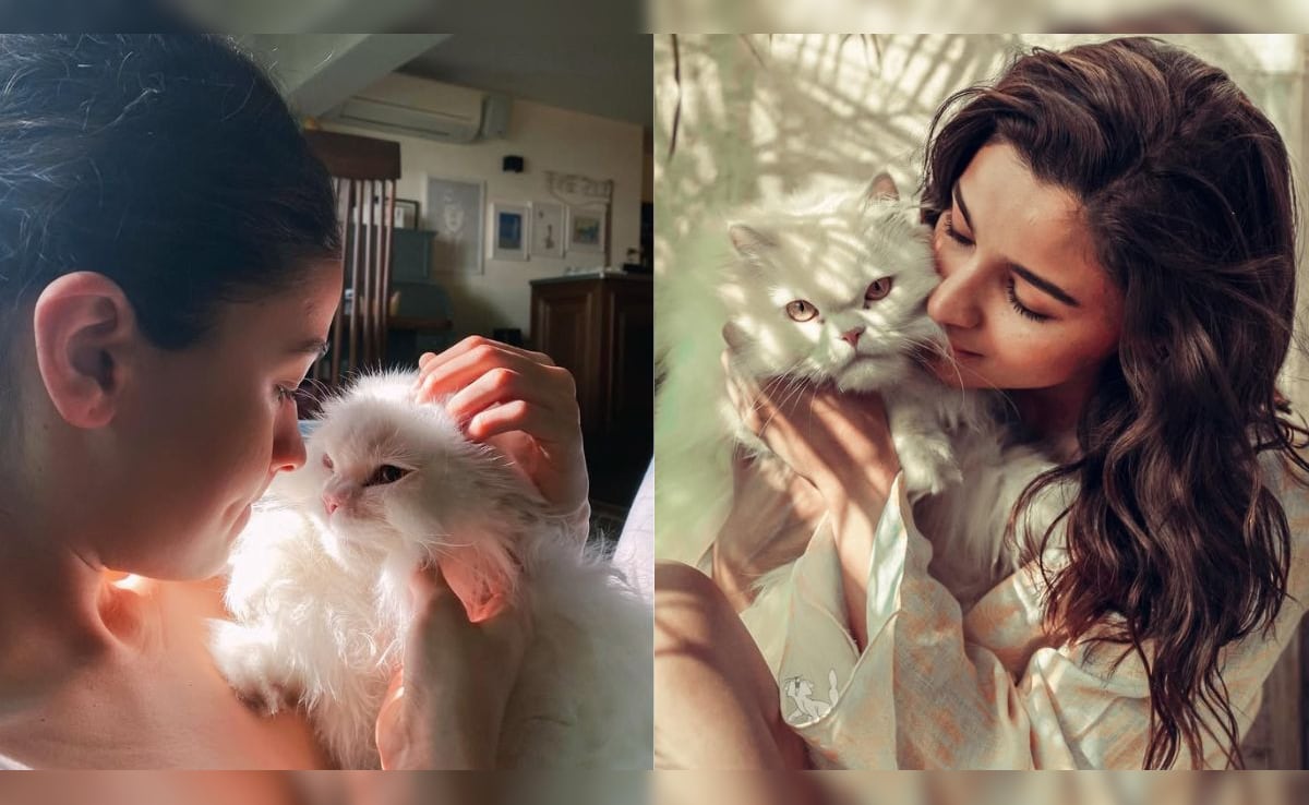 Life Lessons That Alia Bhatt Learnt From Her Cats