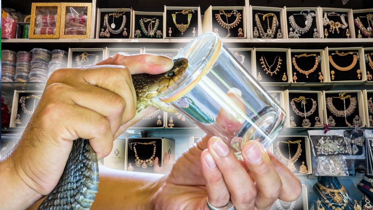 सोने से कहीं ज्‍यादा कीमती है सांप का जहर, 1 ग्राम के दाम में बन जाएंगे कंगन, नथिया, बाली, झुमके!