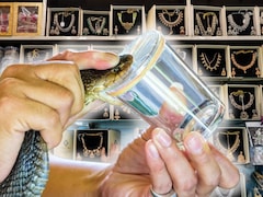 सोने से कहीं ज्‍यादा कीमती है सांप का जहर, 1 ग्राम के दाम में बन जाएंगे कंगन, नथिया, बाली, झुमके!