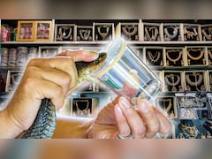 सोने से कहीं ज्‍यादा कीमती है सांप का जहर, 1 ग्राम के दाम में बन जाएंगे कंगन, नथिया, बाली, झुमके!