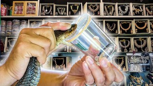 सोने से कहीं ज्&zwj;यादा कीमती है सांप का जहर, 1 ग्राम के दाम में बन जाएंगे कंगन, नथिया, बाली, झुमके!