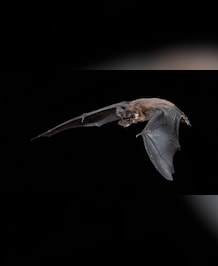 This Bat Weighs Same As A Walnut