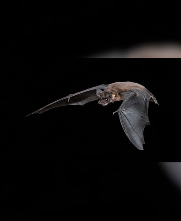 This Bat Weighs Same As A Walnut