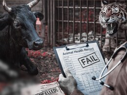 Beef Scam: कथित गौ-मांस रैकेट की जांच में अब आया नाटकीय मोड़, बेजुबानों के स्वास्थ्य पर भी उठे गंभीर सवाल