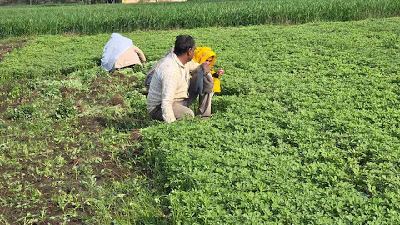 How India Protected Its Farmers In The India-US Trade Deal