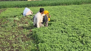 How India Protected Its Farmers In The India-US Trade Deal