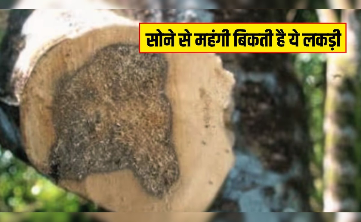 सोने से महंगी बिकती है ये लकड़ी, इसकी खेती किसानों को बना सकती है मालामाल, जानें कितनी होती है कीमत