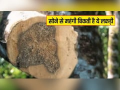 सोने से महंगी बिकती है ये लकड़ी, इसकी खेती किसानों को बना सकती है मालामाल, जानें कितनी होती है कीमत