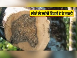 सोने से महंगी बिकती है ये लकड़ी, इसकी खेती किसानों को बना सकती है मालामाल, जानें कितनी होती है कीमत
