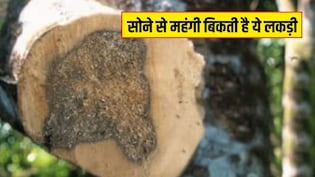 सोने से महंगी बिकती है ये लकड़ी, इसकी खेती किसानों को बना सकती है मालामाल, जानें कितनी होती है कीमत