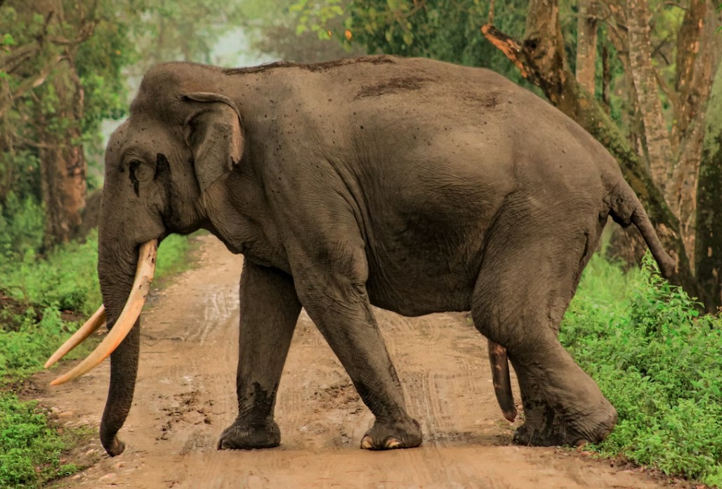 Tourist, 69, Trampled To Death By Wild Elephant At Thailand National Park