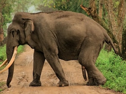 Tourist Trampled To Death By Wild Elephant At Thailand National Park, Officials Plan Relocation