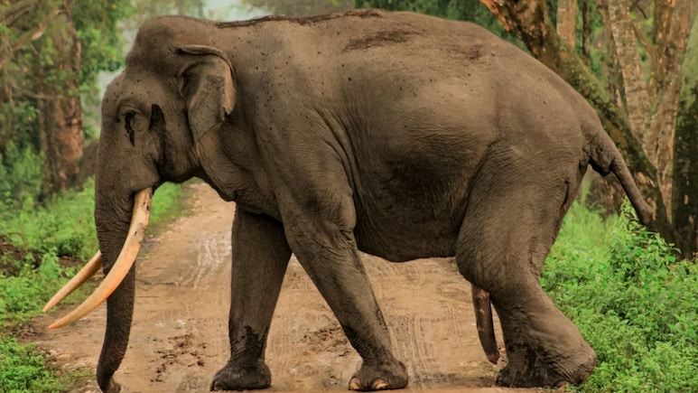 Tourist Trampled To Death By Wild Elephant At Thailand National Park, Officials Plan Relocation