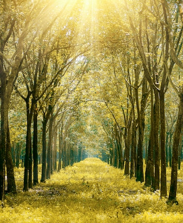 Health Benefits Of Forest Bathing