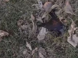 पेड़ से गिरकर अचानक दम तोड़ रहे कौवे... बिहार में अब इस गांव में कौवों की मौत से हड़कंप