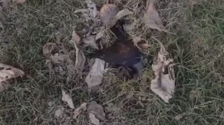 पेड़ से गिरकर अचानक दम तोड़ रहे कौवे... बिहार में अब इस गांव में कौवों की मौत से हड़कंप