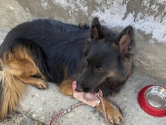 झेली पहली गोली, लेकिन नहीं रुके कदम...  किश्‍तवाड़ एनकाउंटर में दिखा डॉग टाइसन का साहस, टॉप जैश कमांडर ढेर