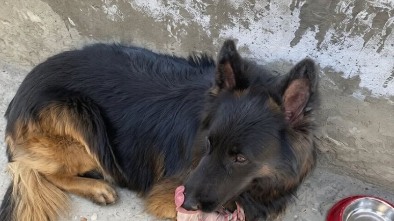 झेली गोली, लेकिन नहीं रुके कदम... किश्&zwj;तवाड़ एनकाउंटर में दिखा डॉग टाइसन का साहस, टॉप जैश कमांडर ढेर