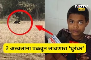 Trending News: पळाला नाही तर नडला! घनदाट जंगलात 13 वर्षाचा प्रभात 2 अस्वलांना भीडला, 4 मिनिटांचा थरार