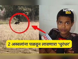 Trending News: पळाला नाही तर नडला! घनदाट जंगलात 13 वर्षाचा प्रभात 2 अस्वलांना भीडला, 4 मिनिटांचा थरार