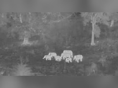 जब AI ने बचा ली हाथियों की जान, ओडिशा की ये घटना बता रही कितने काम की तकनीक