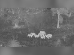 जब AI ने बचा ली हाथियों की जान, ओडिशा की ये घटना बता रही कितने काम की तकनीक