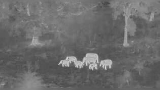 जब AI ने बचा ली हाथियों की जान, ओडिशा की ये घटना बता रही कितने काम की तकनीक