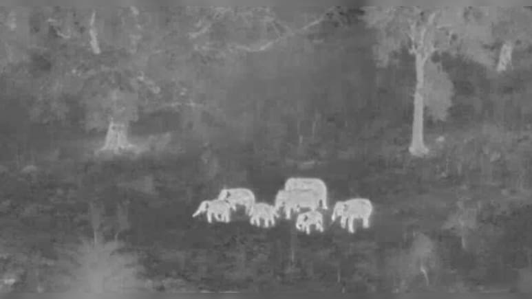 जब AI ने बचा ली हाथियों की जान, ओडिशा की ये घटना बता रही कितने काम की तकनीक