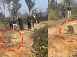 नाद करा पण कुणाचा, पिसाळलेला बिबट्या झेपावताच गार्ड थरथरला अन् पुढे..खतरनाक व्हिडीओ पाहिलात का?