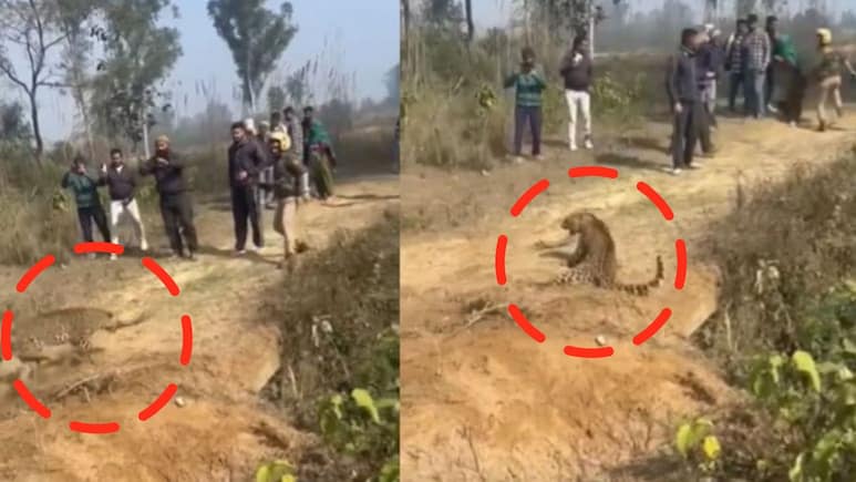 नाद करा पण कुणाचा, पिसाळलेला बिबट्या झेपावताच गार्ड थरथरला अन् पुढे..खतरनाक व्हिडीओ पाहिलात का?