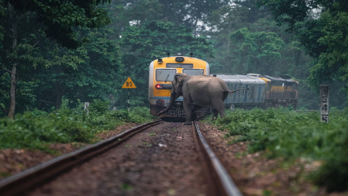 AI कैमरा ने ऐसे बचाई 270 से ज्यादा हाथियों की जान!