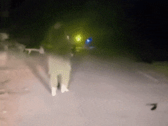 ये है असली मर्दानी, लूटने आए बदमाश तो निकाल ली तलवार, सड़क पर लुटेरों को ललकारा, वीडियो सामने आया