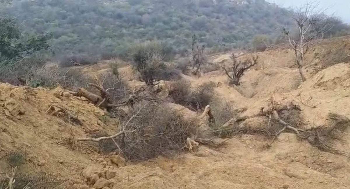 भरतपुर में 3 बीघा जंगल साफ, 159 हरे पेड़ काटे गए; दो वनकर्मी सस्पेंड