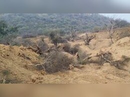 भरतपुर में 3 बीघा जंगल साफ, 159 हरे पेड़ काटे गए; दो वनकर्मी सस्पेंड