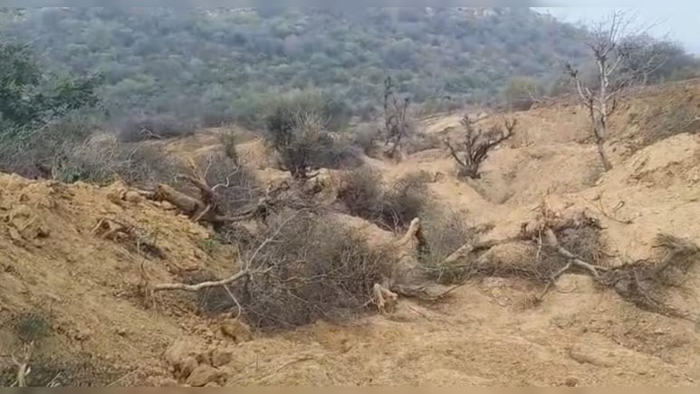 भरतपुर में 3 बीघा जंगल साफ, 159 हरे पेड़ काटे गए; दो वनकर्मी सस्पेंड