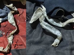 रात्री झोपी गेलेली तरुणी बनली 'नागीण'! सकाळी बेडरुमधील दृश्य पाहून अख्ख गाव हादरलं