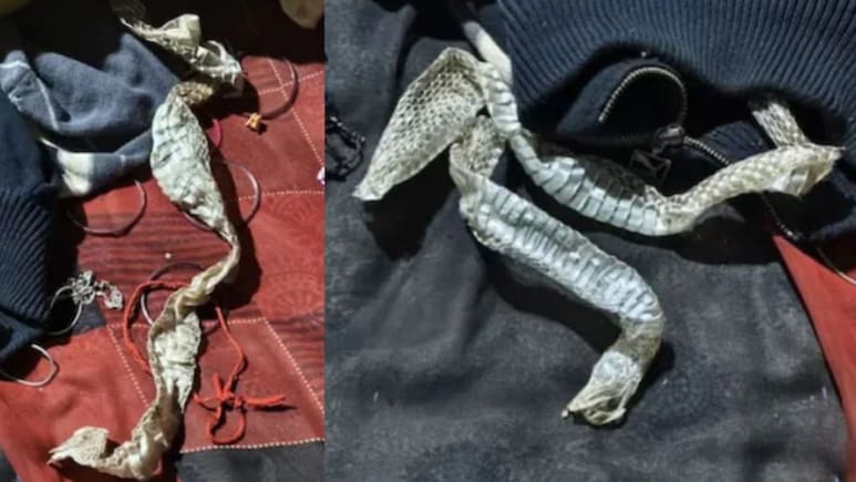 UP News: रात्री झोपी गेलेली तरुणी बनली 'नागीण'! सकाळी बेडरुमधील दृश्य पाहून अख्ख गाव हादरलं