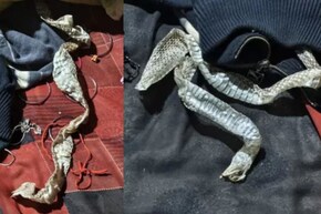 UP News: रात्री झोपी गेलेली तरुणी बनली 'नागीण'! सकाळी बेडरुमधील दृश्य पाहून अख्ख गाव हादरलं