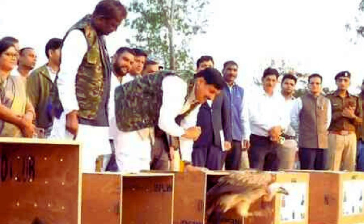 लुप्तप्राय 5 गिद्धों को सीएम मोहन ने जंगल में छोड़ा, देश में यहां है गिद्धों की सर्वाधिक संख्या