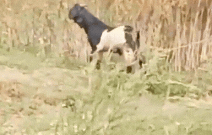 VIDEO: कूनो के चीते ने राजस्थान में किया शिकार, पलक झपकते ही दबोचा; कैमरे में कैद हुआ मंजर