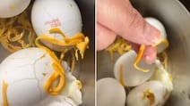 क्या बाजार में बिक रहे हैं नकली अंडे? ऑनलाइन मंगाए अंडों पर बवाल...अंदर से निकली पीली-पीली रस्सी जैसी चीज