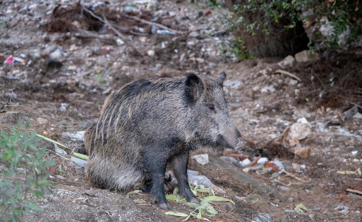 The Art of Baking: From Classic Bread to Artisan Pastries