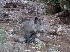 Scientists Reveal How Radioactive Pig-Boar Hybrids Are Surviving In Fukushima