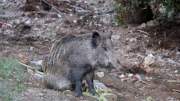 Scientists Reveal How Radioactive Pig-Boar Hybrids Are Surviving In Fukushima