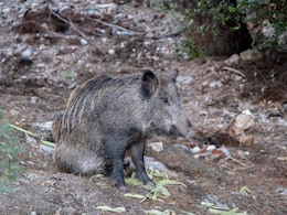 Scientists Reveal How Radioactive Pig-Boar Hybrids Are Surviving In Fukushima